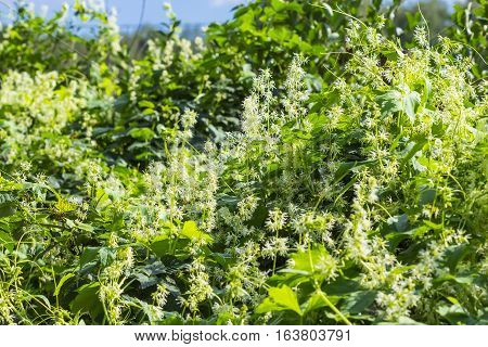 Decorative climbing plant echinocystis the blade or vane Crucialtec (lat. Echinocystis lobata). Whip flowering plants