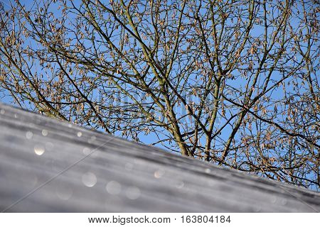 Before Bush walnut is frostbitten roof. Winter.