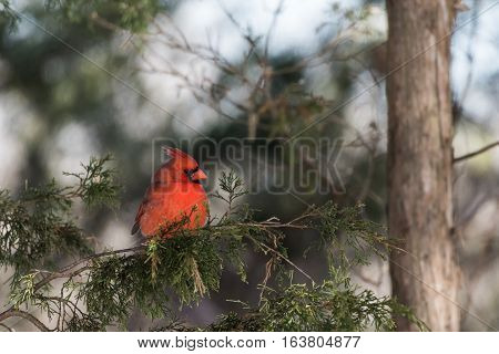 Male northern cardinal sits on gree cedar branches