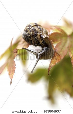 Garden snail on autumn leaves. Autumn colors and a soft aesthetic against a white background