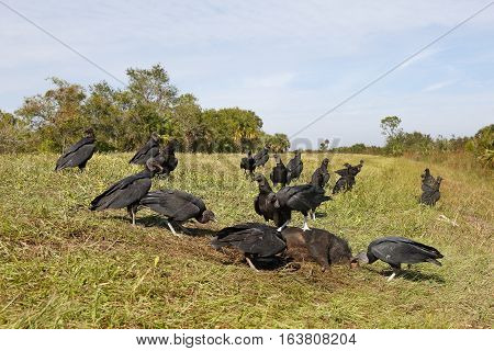 Black Vultures Feeding On A Dead Wild Boar - Florida