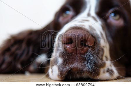 English Springer Spaniel puppy dog lying on the floor