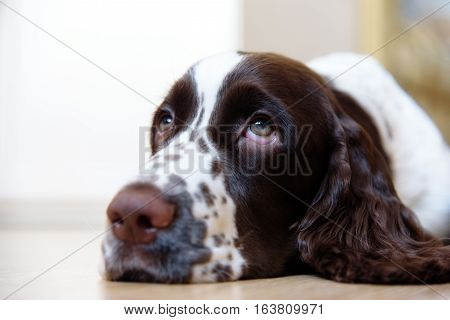 English Springer Spaniel puppy dog lying on the floor