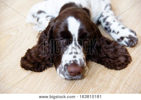 English Springer Spaniel puppy dog lying on the floor