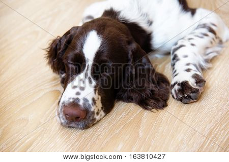 English Springer Spaniel puppy dog lying on the floor