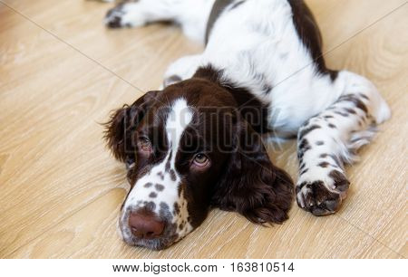 English Springer Spaniel puppy dog lying on the floor