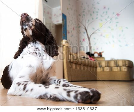 English Springer Spaniel puppy dog lying on the floor