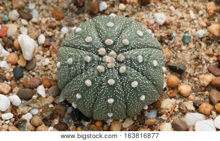 Cactaceae: Astrophytum asterias in the garden, Thailand.