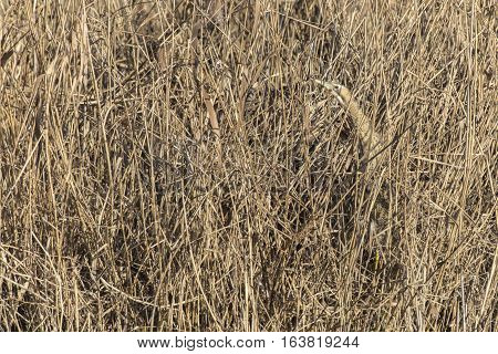 Common Bittern (botaurs Stellaris)