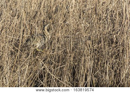 Common Bittern (botaurs Stellaris)