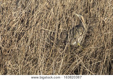 Common Bittern (botaurs Stellaris)