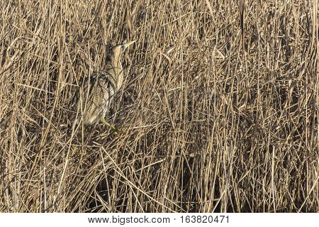 Common Bittern (botaurs Stellaris)