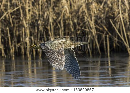 Common Bittern (botaurs Stellaris)