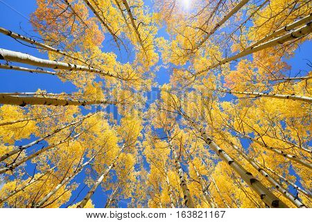 Aspen Tree Fall Foliage Color In Colorado