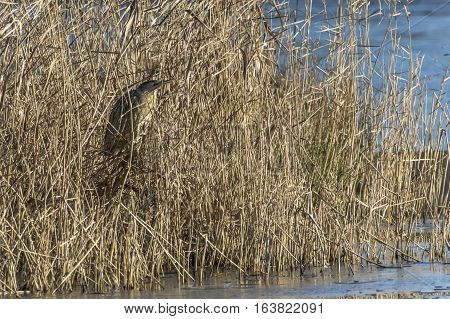 Common Bittern (botaurs Stellaris)