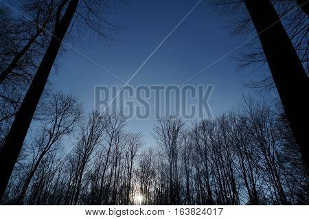 Forest with trees and blue sky in the background