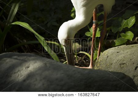 Close up of a maguari stork (Ciconia maguari) hunting
