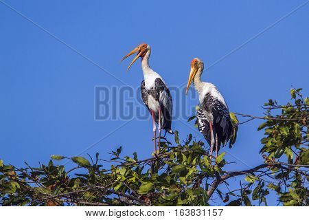 Painted stork in Arugam bay lagoon, Sri Lanka ; specie Mycteria leucocephala family of Ciconiidae