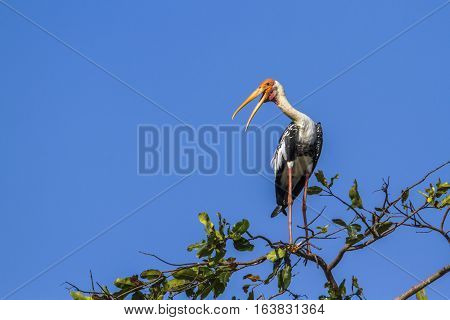 Painted stork in Arugam bay lagoon, Sri Lanka ; specie Mycteria leucocephala family of Ciconiidae