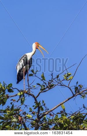 Painted stork in Arugam bay lagoon, Sri Lanka ; specie Mycteria leucocephala family of Ciconiidae