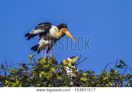 Painted stork in Arugam bay lagoon, Sri Lanka ; specie Mycteria leucocephala family of Ciconiidae