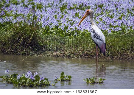 Painted stork in Arugam bay lagoon, Sri Lanka ; specie Mycteria leucocephala family of Ciconiidae