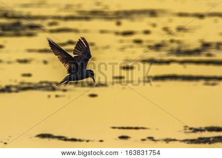 Whiskered Tern in Arugam bay lagoon, Sri Lanka; specie Chlidonias hybrida family of Laridae