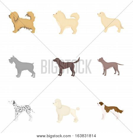 Dog breeds set icons in cartoon style. Big collection of dog breeds vector symbol stock