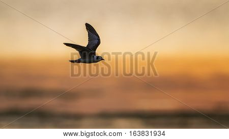 Whiskered Tern in Arugam bay lagoon, Sri Lanka ; specie Chlidonias hybrida family of Laridae