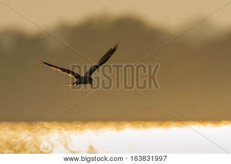 Whiskered Tern in Arugam bay lagoon, Sri Lanka ; specie Chlidonias hybrida family of Laridae