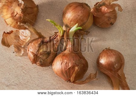 The Onion With The Green Chive