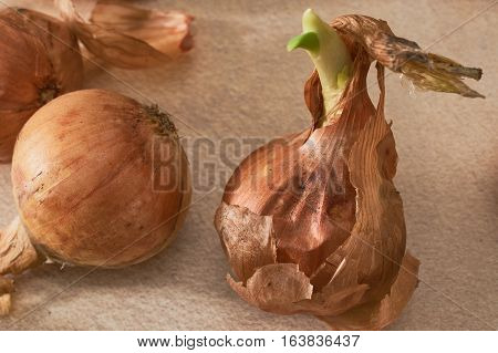 The Onion With The Green Chive