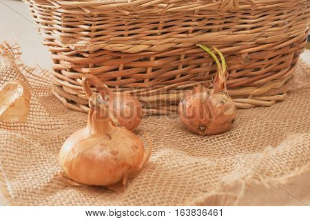 The Onion With The Green Chive