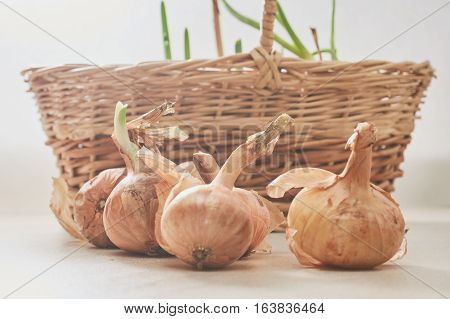 The Onion With The Green Chive