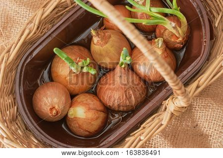 The Onion With The Green Chive