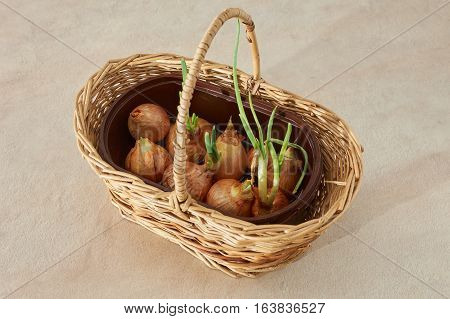 The Onion With The Green Chive