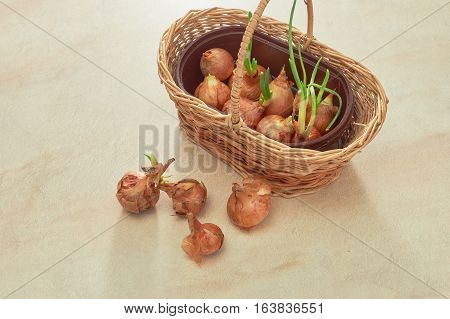 The Onion With The Green Chive