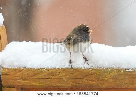 Dark-eyed Junco (Junco hyemalis) in a March snow storm.