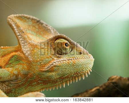 Head of young Yemen chameleon - Chameleo calyptratus