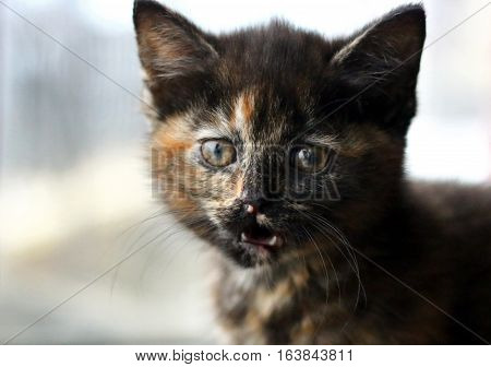 A tortoiseshell kitten miaowing in front of a window