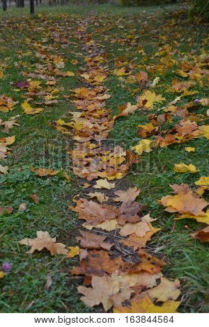 path in the park in the late autumn with yellow leaves