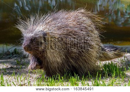 Tree Porcupine Walking