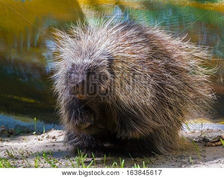 Tree Porcupine Walking
