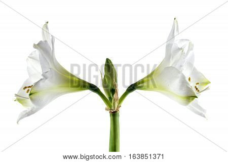 Double white amaryllis bloom (Hippeastrum) symmetrical closeup of the two flowers and stamens isolated against a white background greeting card concept for couples or growth in all directions selected focus narrow depth of field