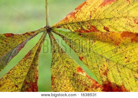 Herfstblad