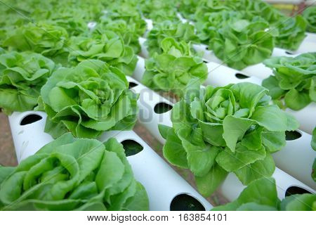 Organic Hydroponic Vegetable Farm Concept