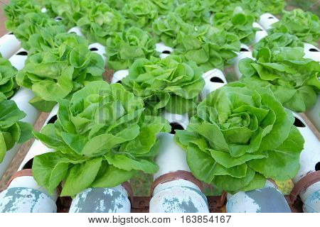 Organic Hydroponic Vegetable Farm Concept