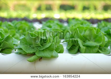 Organic Hydroponic Vegetable Farm Concept