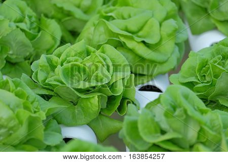Organic Hydroponic Vegetable Farm Concept