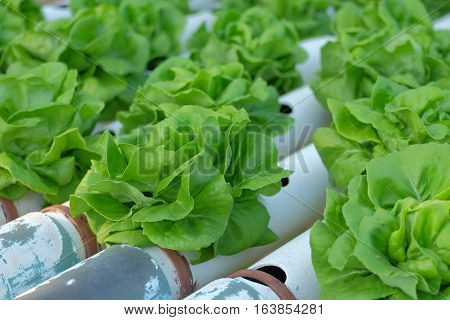 Organic Hydroponic Vegetable Farm Concept